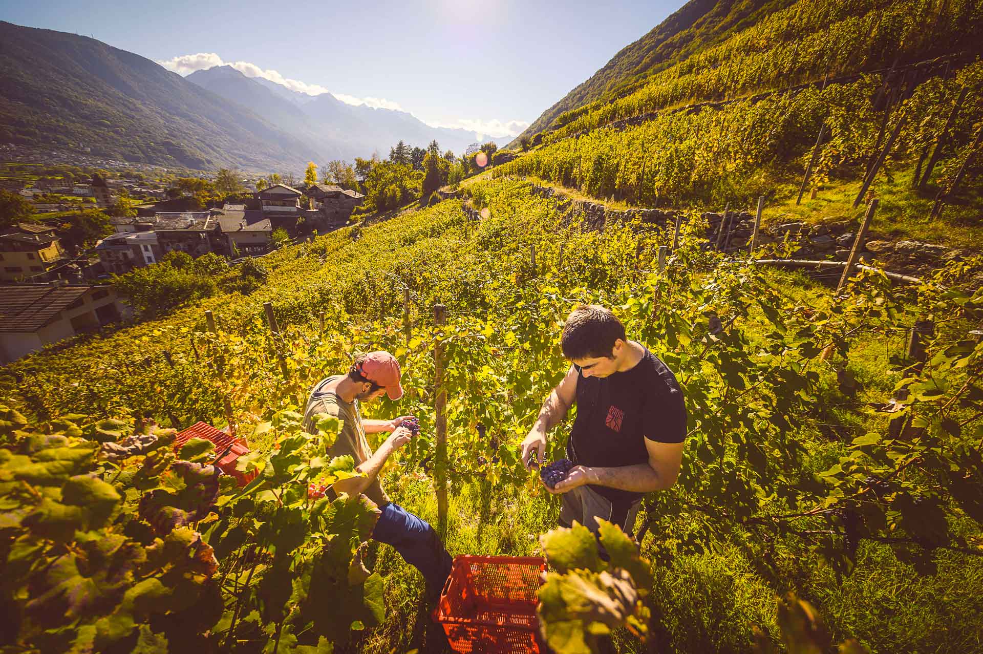 Farina di segale alpina - Butéga Valtellina | Shop Online